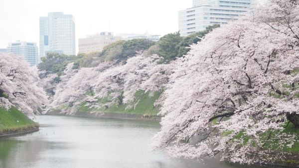 Sakura blossom at Chidorigafuchi Moat in Chiyoda, Tokyo, Japan
