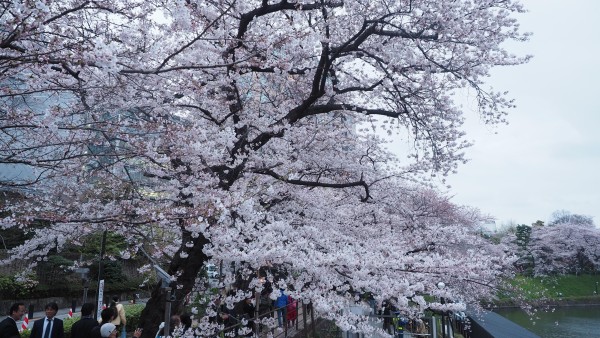 Sakura blossom at Chidorigafuchi Moat in Chiyoda, Tokyo, Japan