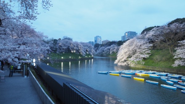 Sakura blossom at Chidorigafuchi Moat in Chiyoda, Tokyo, Japan