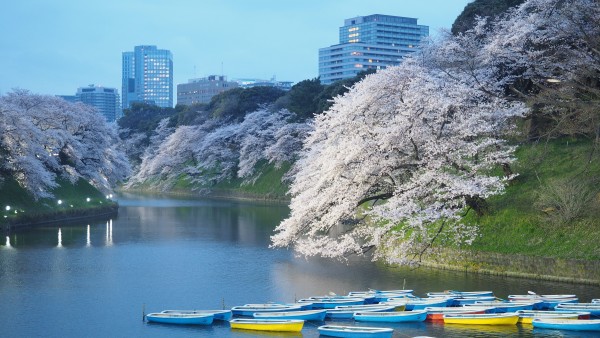 Sakura blossom at Chidorigafuchi Moat in Chiyoda, Tokyo, Japan