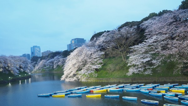 Sakura blossom at Chidorigafuchi Moat in Chiyoda, Tokyo, Japan