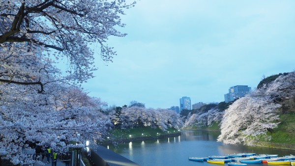 Sakura blossom at Chidorigafuchi Moat in Chiyoda, Tokyo, Japan