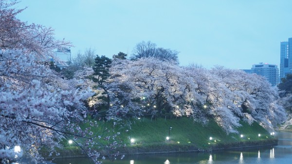 Sakura blossom at Chidorigafuchi Moat in Chiyoda, Tokyo, Japan