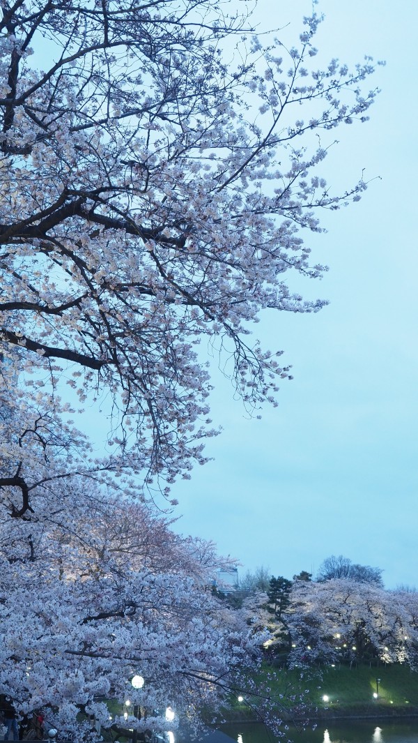 Sakura blossom at Chidorigafuchi Moat in Chiyoda, Tokyo, Japan