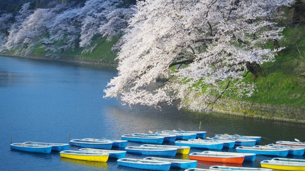 Sakura blossom at Chidorigafuchi Moat in Chiyoda, Tokyo, Japan