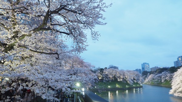 Sakura blossom at Chidorigafuchi Moat in Chiyoda, Tokyo, Japan