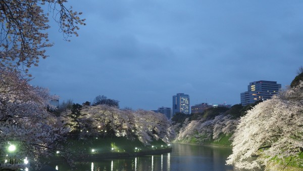 Sakura blossom at Chidorigafuchi Moat in Chiyoda, Tokyo, Japan