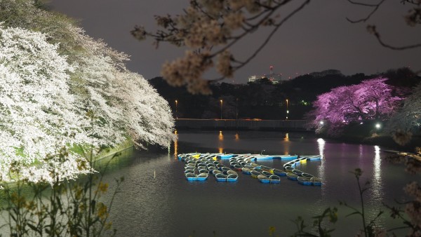 Sakura blossom at Chidorigafuchi Moat in Chiyoda, Tokyo, Japan