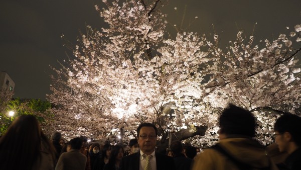 Sakura blossom at Chidorigafuchi Moat in Chiyoda, Tokyo, Japan