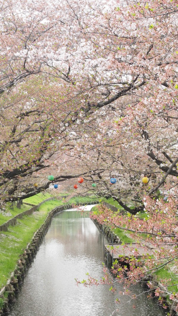 Shingashi River in Kawagoe, Saitama near Tokyo, Japan