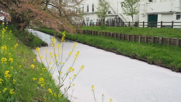 Shingashi River in Kawagoe, Saitama near Tokyo, Japan