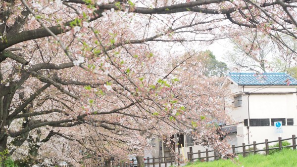 Shingashi River in Kawagoe, Saitama near Tokyo, Japan