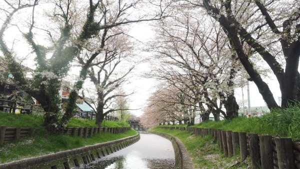 Shingashi River in Kawagoe, Saitama near Tokyo, Japan