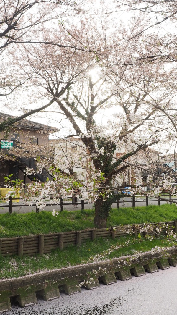 Shingashi River in Kawagoe, Saitama near Tokyo, Japan