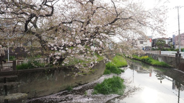 Shingashi River in Kawagoe, Saitama near Tokyo, Japan