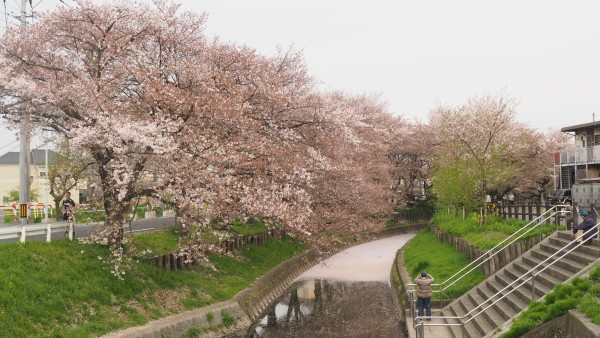 Shingashi River in Kawagoe, Saitama near Tokyo, Japan