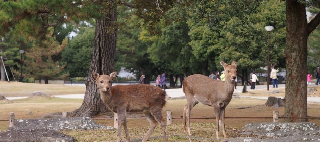 {Japan Winter} Nara (Part 2): Oh deer! Wandering around Nara park & Kasuga Taisha Shrine