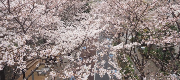 {Japan} Tokyo Midtown Blossom & Roppongi Hills Sakurazaka, Tokyo