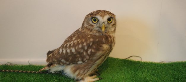 {Japan} Hoot! Fukurou no Sato (Owl Village) Cafe in Harajuku, Tokyo