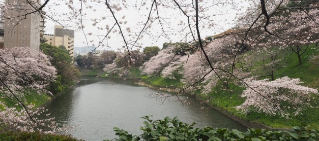 {Japan} Cherry blossom viewing at Chidorigafuchi, Tokyo