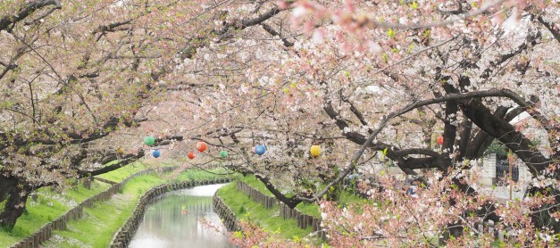 {Japan} Sakura petals & colourful lanterns at Kawagoe Spring Matsuri, Saitama