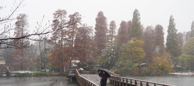 {Japan} Snow in autumn at Inokashira Park in Kichijoji, Tokyo